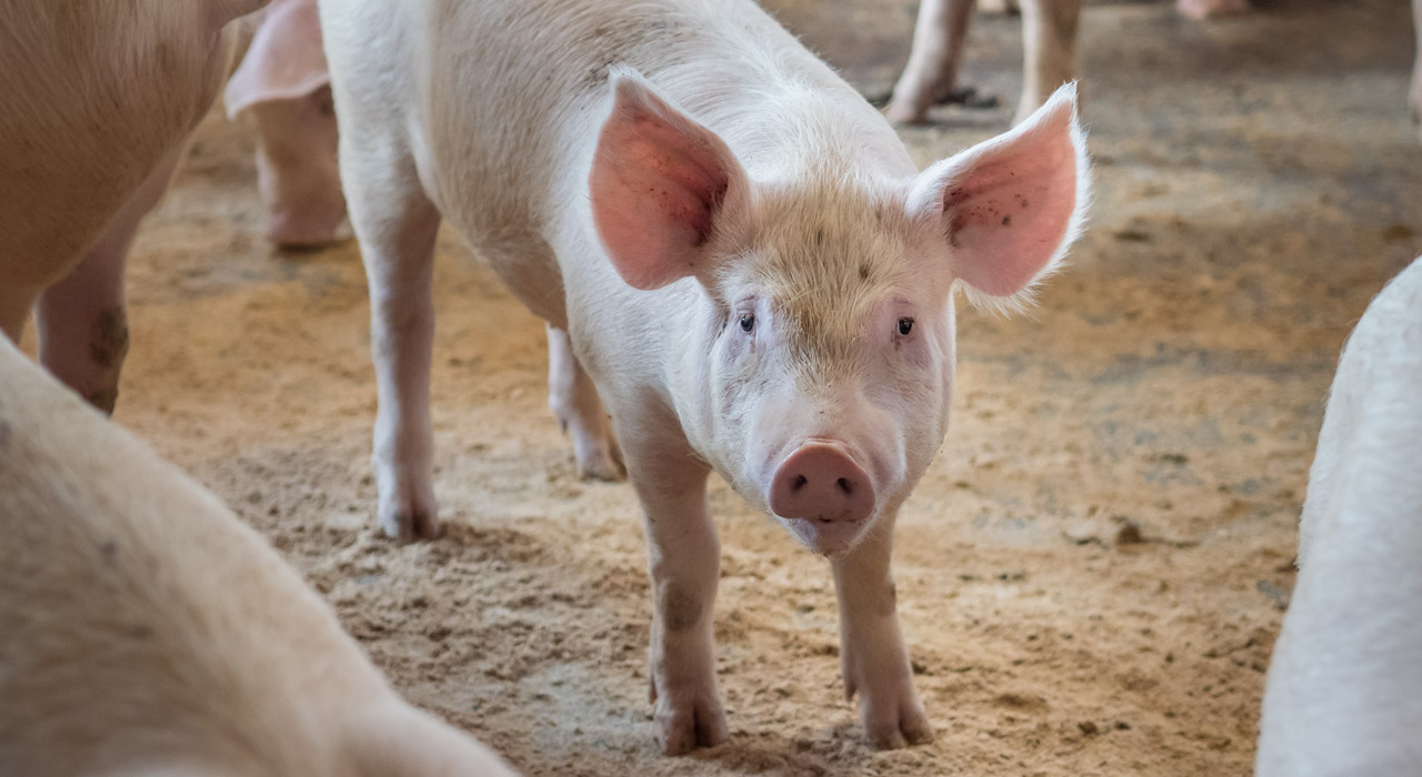 allevamento-vendita-vivo